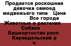 Продается роскошная девочка самоед медвежьего типа › Цена ­ 35 000 - Все города Животные и растения » Собаки   . Башкортостан респ.,Караидельский р-н